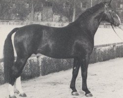 stallion Dragoner (Westphalian, 1962, from Duft I)