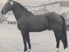 stallion Dreher (Westphalian, 1954, from Donar)