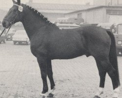 stallion Dreher (Westphalian, 1954, from Donar)