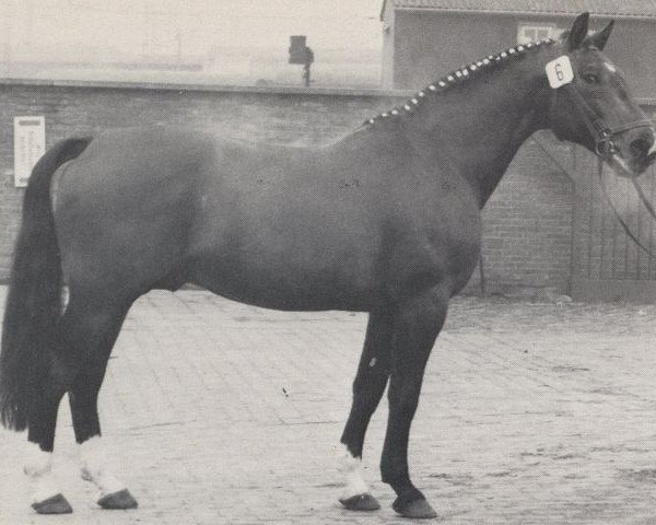 stallion Denar (Westphalian, 1960, from Dreher)