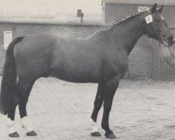 stallion Denar (Westphalian, 1960, from Dreher)