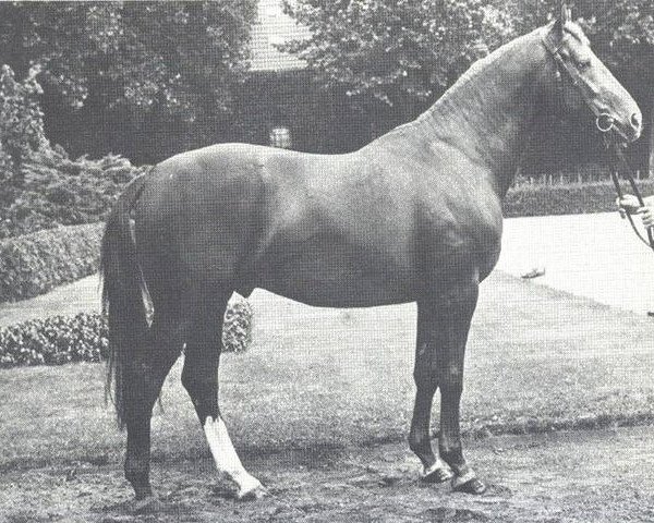 stallion Löwensohn (Hanoverian, 1972, from Der Löwe xx)