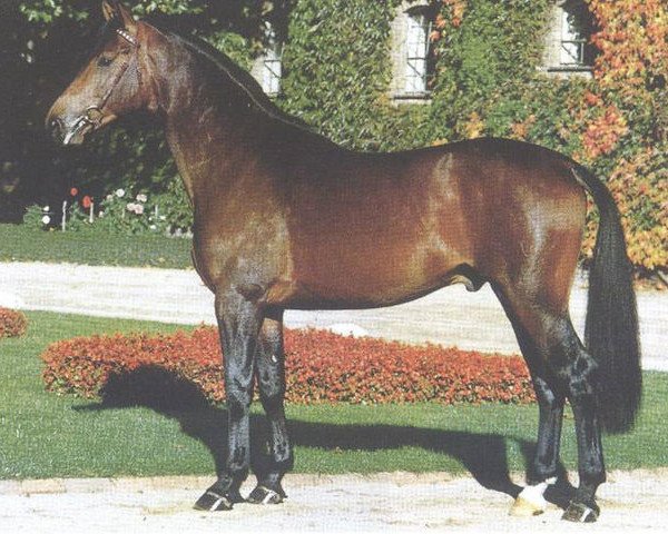 stallion Ehrentanz II (Westphalian, 1991, from Ehrentusch)