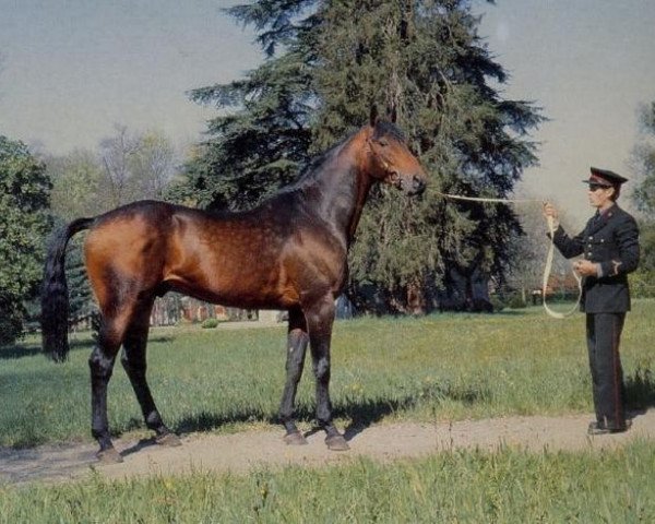 stallion Cafettot AA (Anglo-Arabs, 1975, from Dionysos II AA)