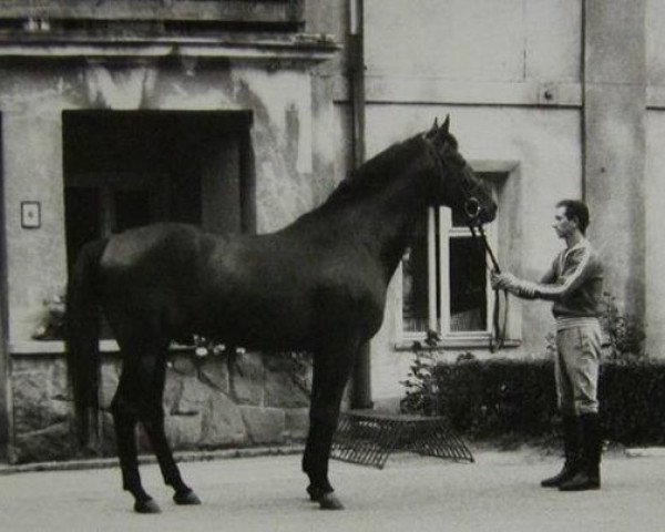 stallion Campetot x (Anglo-Arabs, 1981, from Cafettot AA)