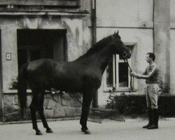 stallion Campetot x 1 POL (Anglo-Arabs, 1981, from Cafettot AA)