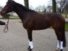 broodmare Sambatänzerin (Trakehner, 2003, from Münchhausen)