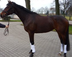 broodmare Sambatänzerin (Trakehner, 2003, from Münchhausen)