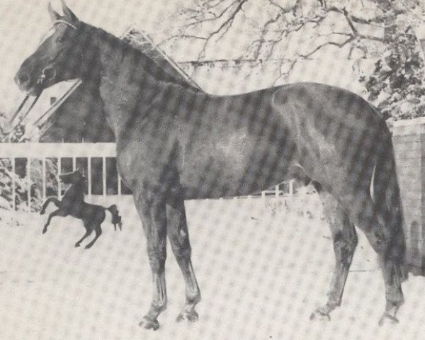 stallion Futur (Hanoverian, 1977, from Furioso II)