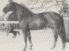 stallion Futur (Hanoverian, 1977, from Furioso II)