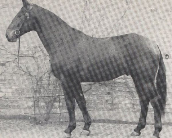 stallion Frühtau (Westphalian, 1959, from Frühlicht I)