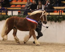 stallion Torsballig (Schleswig Heavy Draft, 2001, from Zorn)