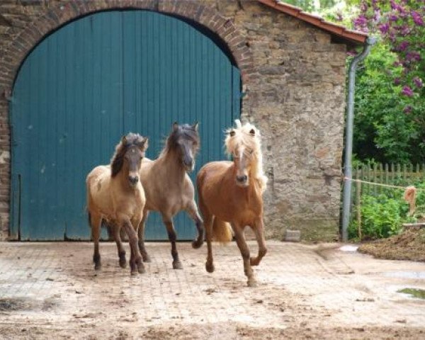 broodmare Fjalladis vom Schnorrenberg (Iceland Horse, 2004, from Dynur fra Hvammi)