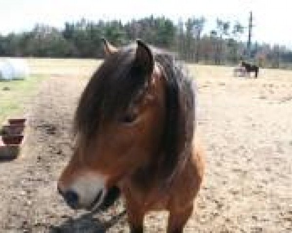 broodmare Naela vom Adlerhop (Iceland Horse, 1998, from Glæðir frá Hafsteinsstöðum)