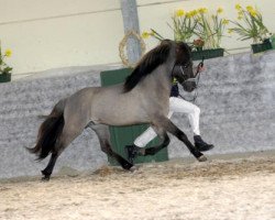 horse Einar vom Gerberhof (Iceland Horse, 2001, from Opal fra Bakkakoti)