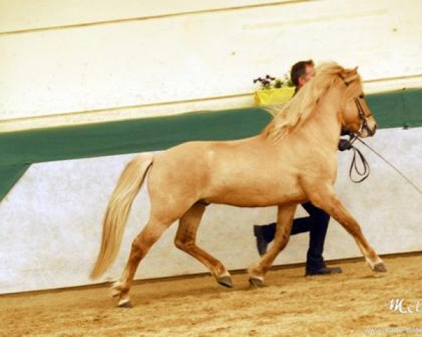 Pferd Fönix von Marxen (Islandpferd, 2007, von Merkur von Birkenlund)