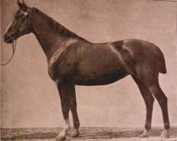 broodmare Similia (Hanoverian, 1920, from Sportanzeiger II)