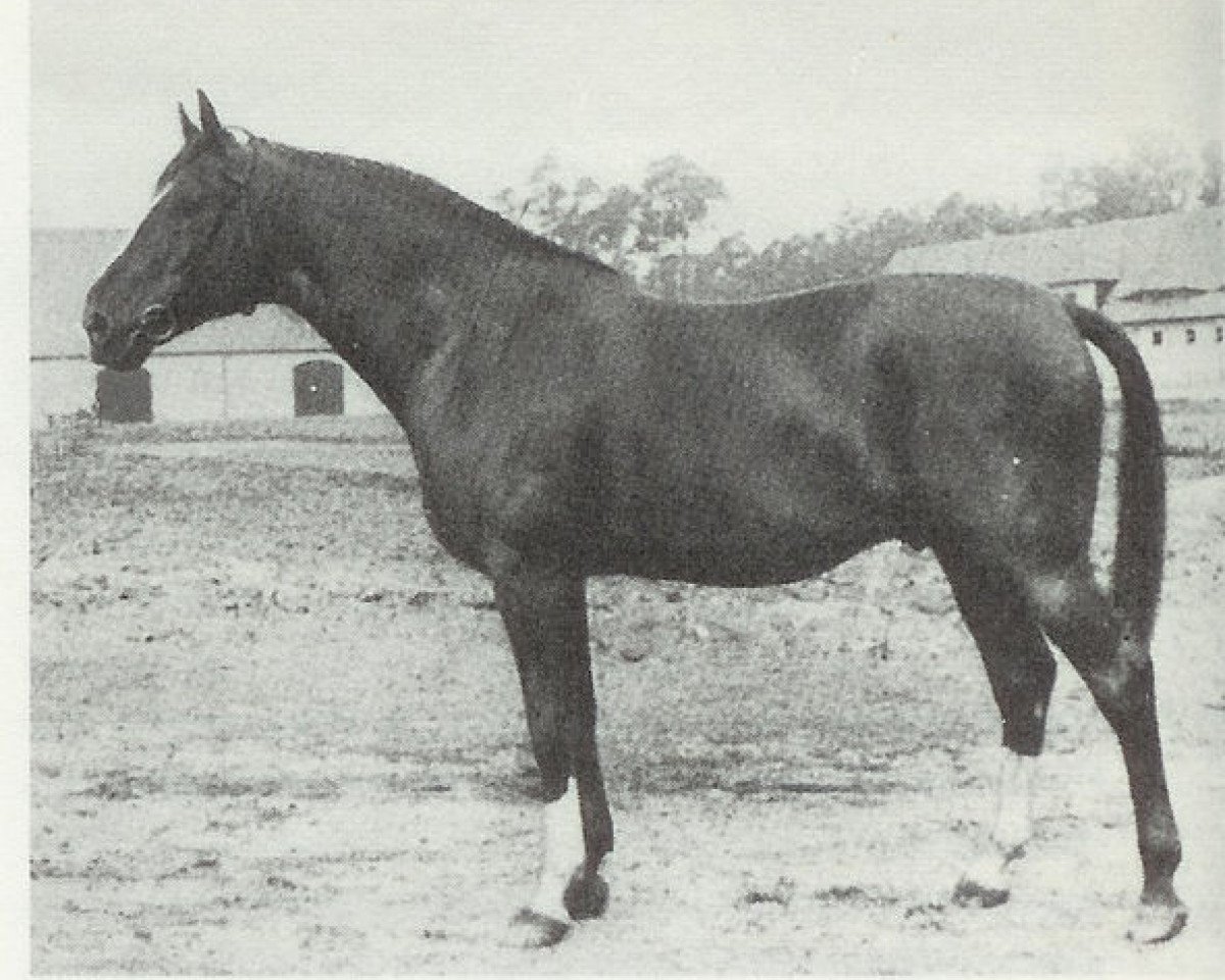 Deckhengst Denksport (Hannoveraner, 1929, von Detektiv)