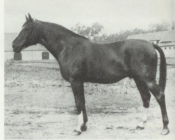 stallion Denksport (Hanoverian, 1929, from Detektiv)