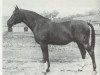 stallion Denksport (Hanoverian, 1929, from Detektiv)