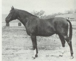 stallion Denksport (Hanoverian, 1929, from Detektiv)