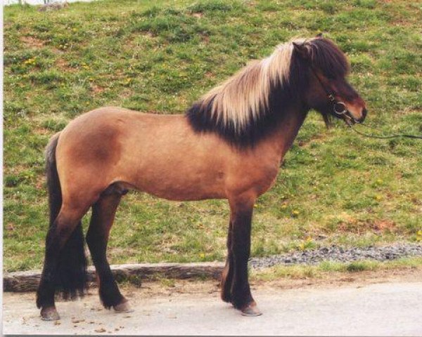Deckhengst Djarfur van Lukkubæ (Islandpferd, 1995, von Kóngur van Wetsinghe)