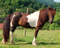 horse Hervar vom Sophienhof (Iceland Horse, 2002, from Fagur von Roetgen)