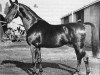 stallion Bento (Trakehner, 1936, from Bussard)