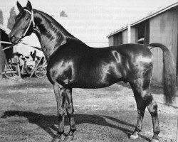 stallion Bento 4012 (Trakehner, 1936, from Bussard)