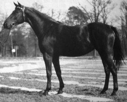 Zuchtstute Schönbrunn (Trakehner, 1951, von Bento 4012)