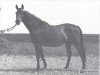 Pferd Dollarfackel (Hannoveraner, 1948, von Dolman)
