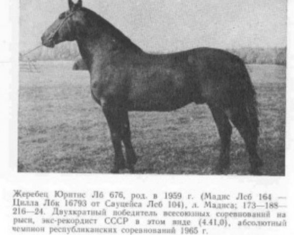 stallion Juritis (Latvian Warmblood, 1959, from Mādis)