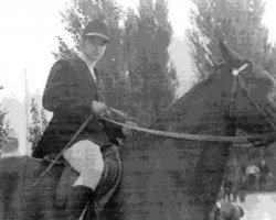 stallion Jokers (Latvian Warmblood, 1968, from Juritis)