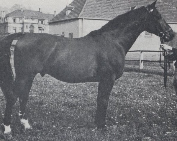 stallion Paladin (Trakehner, 1957, from Lateran)