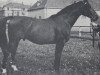 stallion Paladin (Trakehner, 1957, from Lateran)
