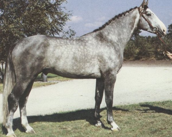 stallion Weinstock (Hanoverian, 1978, from Wendekreis)