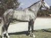 stallion Weinstock (Hanoverian, 1978, from Wendekreis)