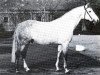stallion Riesling (Westphalian, 1970, from Radetzky)
