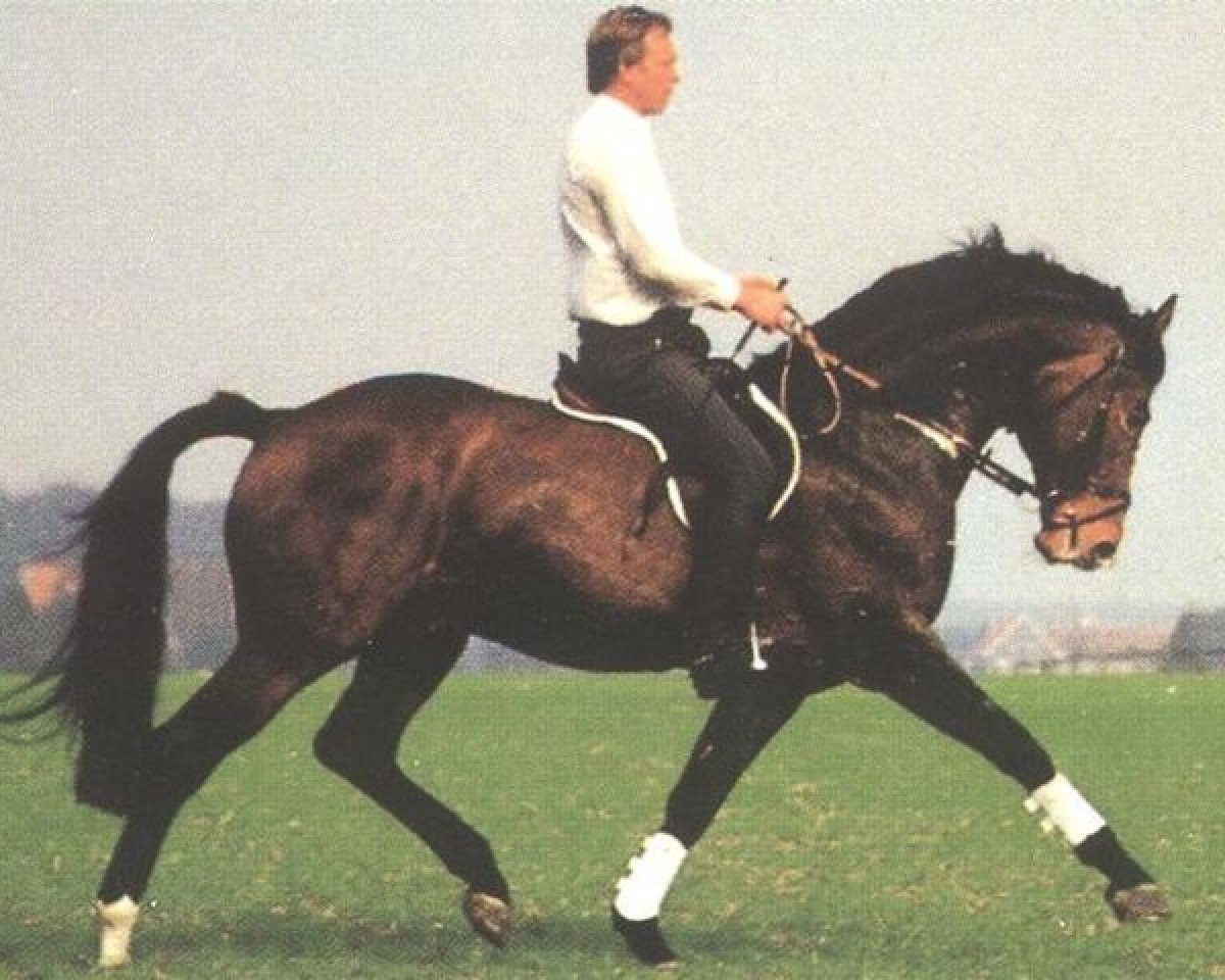 Deckhengst Parforce (Westfale, 1980, von Paradox II)