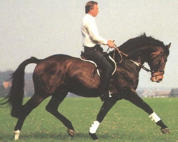stallion Parforce (Westphalian, 1980, from Paradox II)