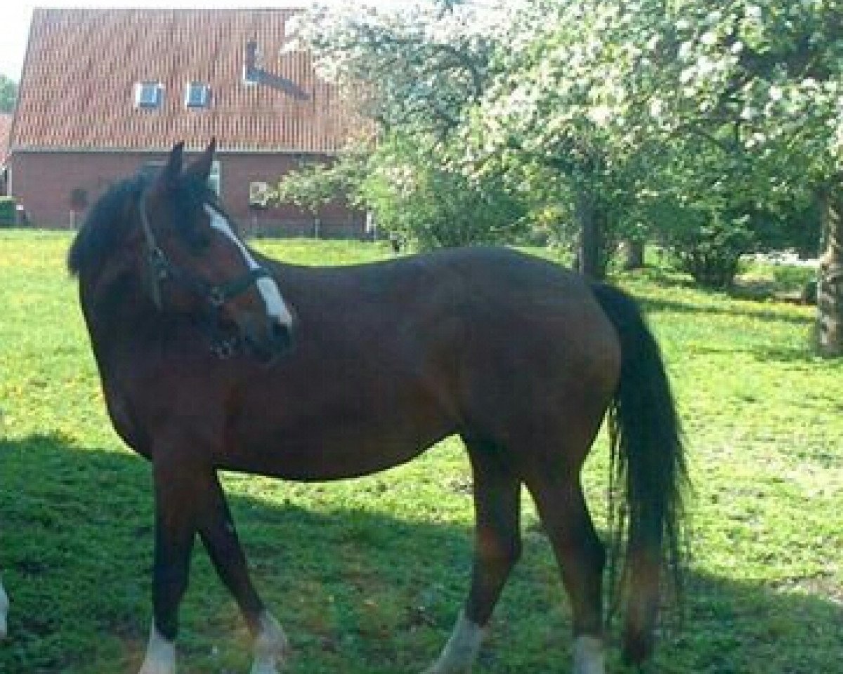 broodmare Mabel (Westphalian,  , from Mambrino)