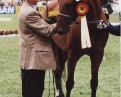 broodmare C'Dur (Oldenburg, 1992, from Landadel)