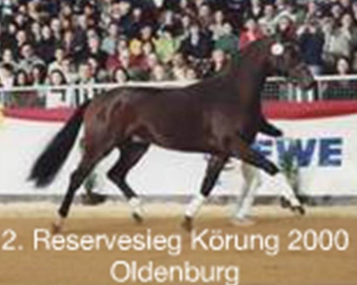 Deckhengst D-Dur (Oldenburger, 1998, von Donnerhall)