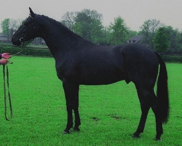 stallion Grafiet (KWPN (Royal Dutch Sporthorse), 1988, from Ramiro Z)