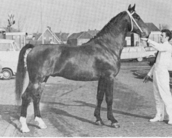 stallion Hugenoot (Gelderland, 1966, from Wachtmeester)