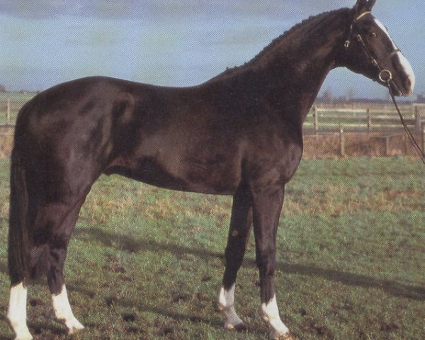 stallion Welfenloewe (Hanoverian, 1988, from World Cup II)
