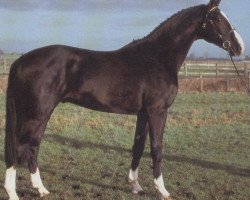 stallion Welfenloewe (Hanoverian, 1988, from World Cup II)