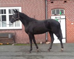 jumper Sonic 18 (Hanoverian, 2011, from Silberschmied)