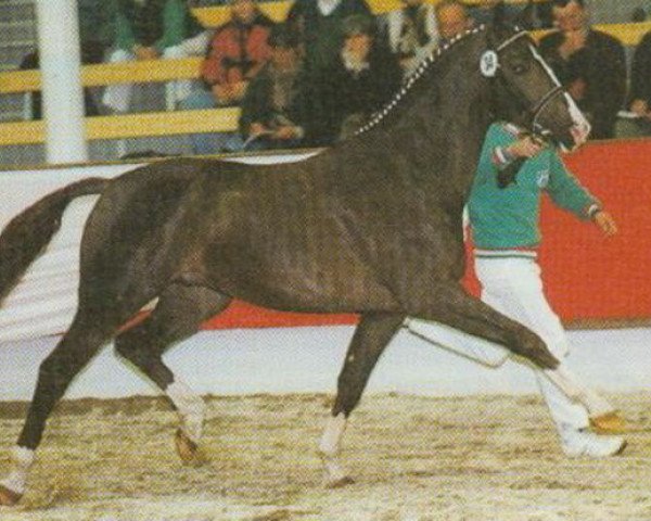 stallion Fantastico (Westphalian, 1995, from Ferragamo)