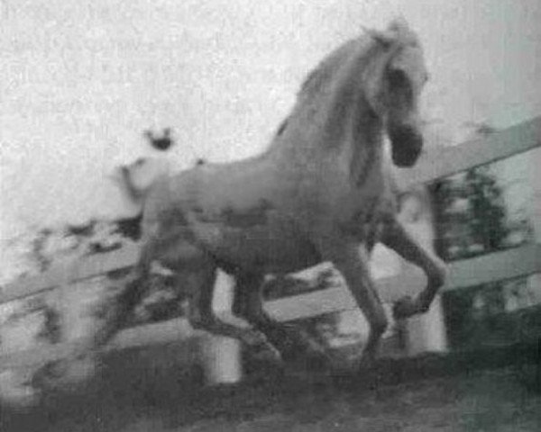 stallion Amoroso V (Pura Raza Espanola (PRE), 1963, from Nervioso IV)